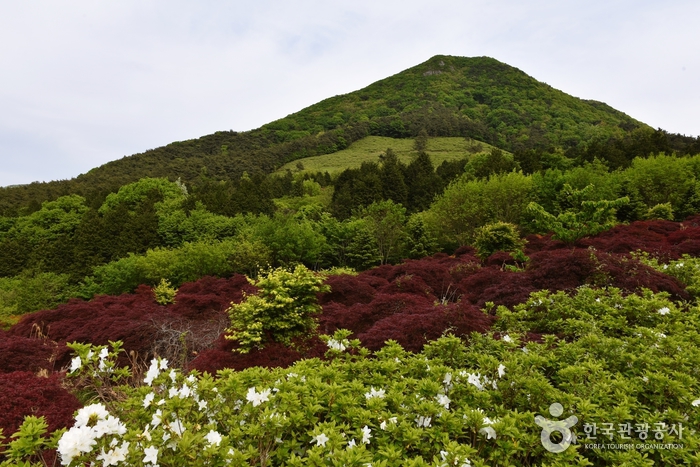 전남